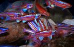 Regenboog elrits (Hydrophlox) high grade, Vis, Zoetwatervis, Schoolvis