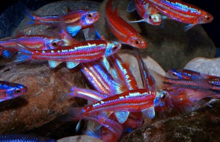 Regenboog elrits (Hydrophlox) high grade, Dieren en Toebehoren, Vissen | Aquariumvissen, Zoetwatervis, Vis, Schoolvis