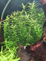 Aquariumplant: Rotala green beschikbaar