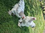 Brahma wit zwart/blauw Buff zwart/blauw