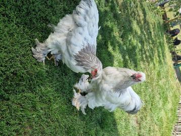 Brahma wit zwart/blauw Buff zwart/blauw