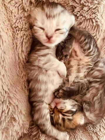 Raskittens te koop bij erkende hobbykweker, Dieren en Toebehoren, Gechipt