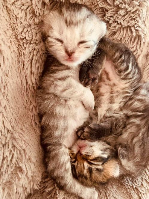 Raskittens te koop bij erkende hobbykweker, Dieren en Toebehoren, Katten en Kittens | Raskatten | Langhaar, Gechipt, Ontwormd