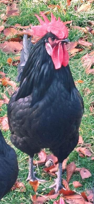 Nieuw kippenras in Vessem: Poule de Barbezieux beschikbaar voor biedingen