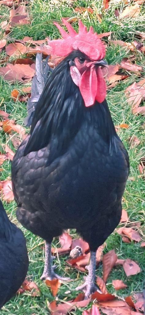 Nieuw kippenras in Vessem: Poule de Barbezieux, Dieren en Toebehoren, Pluimvee, Kip, Meerdere dieren