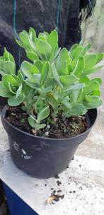 Sedum, Tuin en Terras, Planten | Tuinplanten, Volle zon, Vaste plant, Zomer, Ophalen