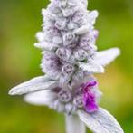 Stachys Byzantina, Ophalen, Halfschaduw