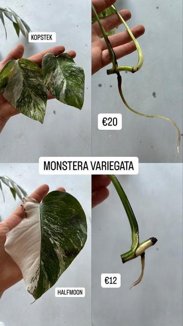 Monstera variegata philodendrons  beschikbaar voor biedingen