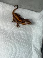 Gargoyle red orange stripe, Dieren en Toebehoren