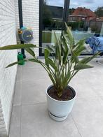 Strelitzia reginae paradijsvogelbloem, Tuin en Terras, Ophalen