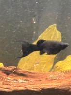 Black Mollys, Zoetwatervis