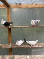 Kosovaarduif (djulija), Dieren en Toebehoren, Vogels | Duiven