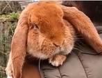 Gezocht Oranje Franse Hangoor ram, Dieren en Toebehoren, Hangoor