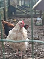 Haan, Dieren en Toebehoren, Pluimvee
