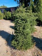 Overstock Taxus baccata 100/125, Tuin en Terras, Ophalen, Taxus, Haag, 100 tot 250 cm