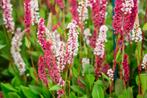 Persicaria Affinis, Ophalen