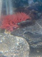 femme Betta Splenders, Poisson, Poisson d'eau douce