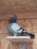 Turkse takla duif, Dieren en Toebehoren, Vogels | Duiven