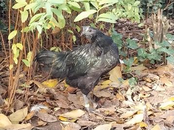 Ayam Cemani Haan, kleuronzuiver beschikbaar voor biedingen