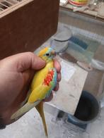 Parkieten  turquoisin, Dieren en Toebehoren, Vogels | Parkieten en Papegaaien