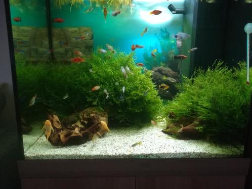 javamos, Dieren en Toebehoren, Vissen | Aquaria en Toebehoren, Ophalen of Verzenden