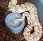 Python regius, Dieren en Toebehoren, Reptielen en Amfibieën