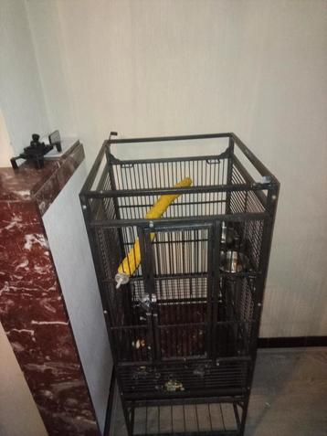 Cage pour perroquet  60€