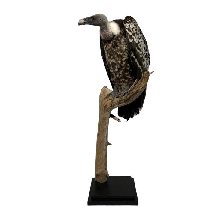 Grote collectie opgezette vogels te koop!, Collections, Collections Animaux, Neuf, Animal empaillé, Oiseaux, Enlèvement ou Envoi