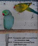 Kweekkoppel halsbandparkieten, Dieren en Toebehoren, Vogels | Parkieten en Papegaaien, Meerdere dieren, Parkiet, Geringd
