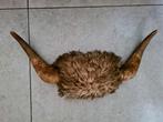 Gewei ,koe of stier, Verzamelen, Ophalen of Verzenden, Gebruikt