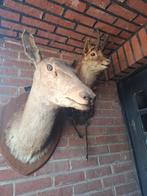 Taxidermie Hertenkoppen, Ophalen, Gebruikt, Hert