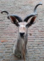 Giga grote opgezette kop kudu gold medal taxidermie schedel, Verzamelen, Ophalen, Wild dier, Gewei of Kop