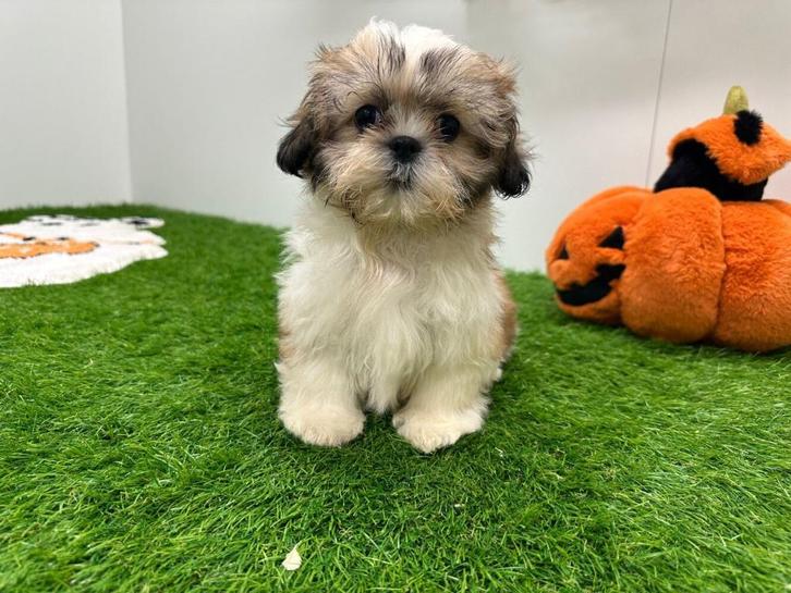 Shih Tzu pups, Dieren en Toebehoren, Honden | Chihuahua's en Gezelschapshonden, Meerdere dieren, Overige rassen, Fokker | Professioneel