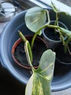 Gewortelde kamerplant stekken te koop of ruil, Ophalen