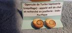 Opercules de Turbo tapisserie, Ophalen of Verzenden, Schelp(en)