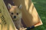 Dwergkees,pomeriaan,keeshond ,spitz pup 💖💖💖, Dieren en Toebehoren, Keeshond, 15 weken tot 1 jaar, Buitenland, CDV (hondenziekte)