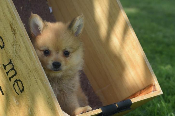 Dwergkees,pomeriaan,keeshond ,spitz pup 💖💖💖, Dieren en Toebehoren, Honden | Poolhonden, Keeshonden en Oertypen, Meerdere dieren