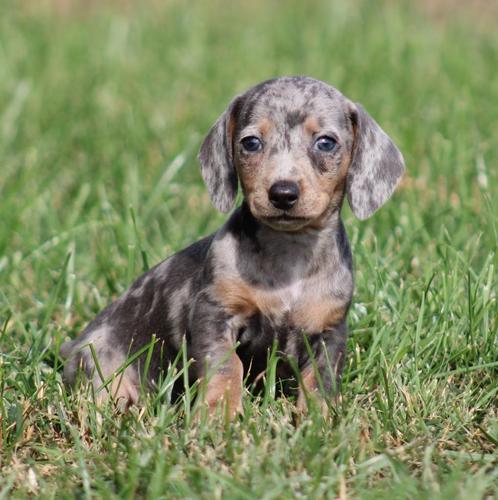 Teckel pups Blue Merle-tan korthaar, Dieren en Toebehoren, Honden | Teckels en Dashonden, Meerdere dieren, Korthaar, Dwerg, Fokker | Professioneel