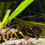 L398 pleco, Dieren en Toebehoren, Vissen | Aquariumvissen
