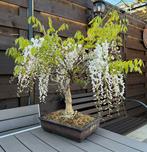 Bonsaï Glycine - Wisteria Floribunda, Overige soorten, Lente, Minder dan 100 cm, Ophalen