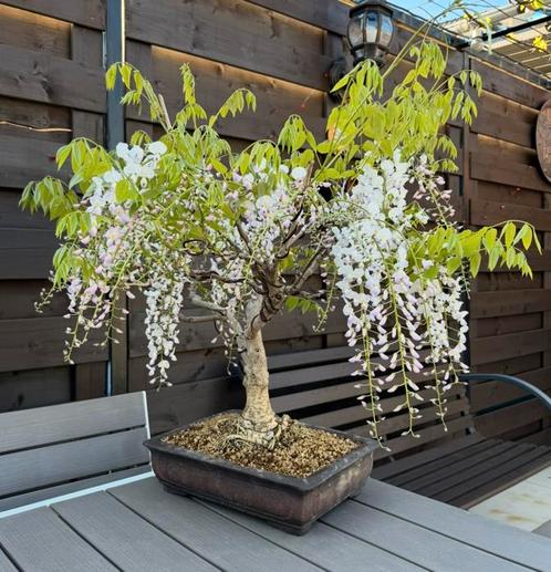 Bonsaï Glycine - Wisteria Floribunda, Tuin en Terras, Planten | Bomen, Overige soorten, Minder dan 100 cm, Volle zon, Lente, In pot