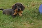 Dweeg Teckel pups unieke kleuren, België, 8 tot 15 weken, Korthaar, Dwerg