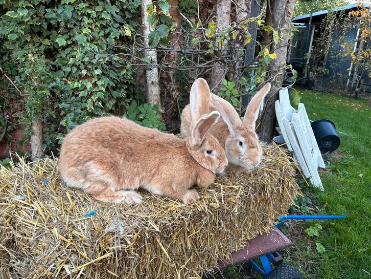Koppel raszuivere Vlaamse reuzen, Animaux & Accessoires, Lapins, Grand, Plusieurs animaux
