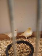 2 koppels geel mozaieken te koop, Dieren en Toebehoren