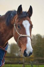 Superbrave ruin te koop, Dieren en Toebehoren, Ruin