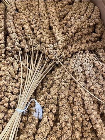 Trosgierst geel 1kg - Winkel en Webshop  beschikbaar voor biedingen