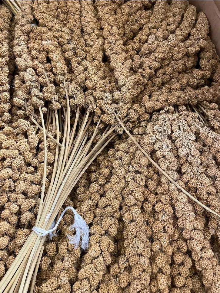 Trosgierst geel 1kg - Winkel en Webshop, Dieren en Toebehoren, Dierenvoeding, Ophalen