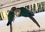 Conures bleues/opalines epp prêt repro
