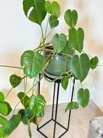 Groene plantenpot + plant Monstera Deliciosa, Enlèvement