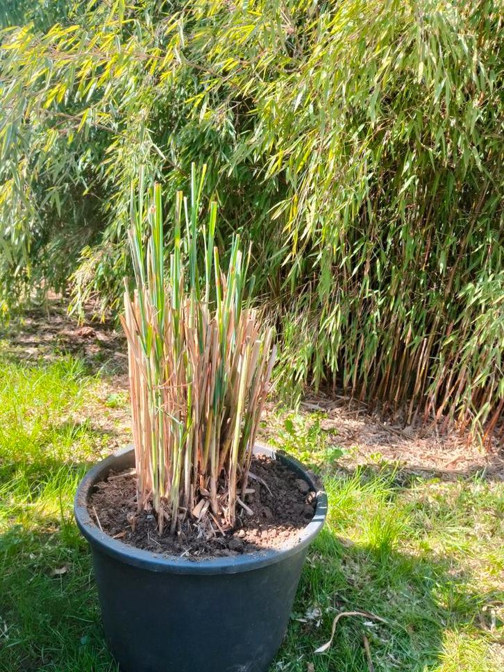 Riet, Tuin en Terras, Planten | Tuinplanten, Ophalen